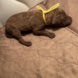Yellow Girl - Brown female Chesapeake Bay Retriever puppy in Houston, Texas from Monarch Chesapeakes