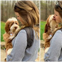 Australian Labradoodle, Bernedoodle, and Goldendoodle All Grown Up from Silver Creek Doodles