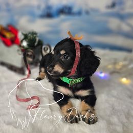 OS1-4 - Black and cream male Dachshund puppy in Martin City, Montana from FleuryDachs