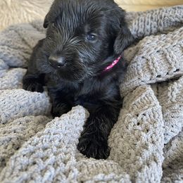 Giant Schnauzer Puppies from Schnauzer Ranch