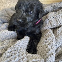Giant Schnauzer Puppies from Schnauzer Ranch