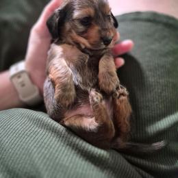 Loretta - Red female Dachshund puppy in Lowell, Indiana from IvoryForge Dachshunds