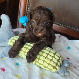 Le Ve Est Bel (Bella) - Brown female Shihpoo puppy in Delphos, Ohio from Route 66 Puppies