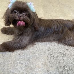 Maltese, Pomeranians, and Shih Tzus from Johnny's Pets
