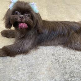 Maltese, Pomeranians, and Shih Tzus from Johnny's Pets