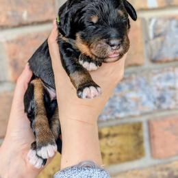 Sazzy (Sazerac) - Tri-color female Bernedoodle puppy in Beaumont, Texas from Joy's Dood Ranch