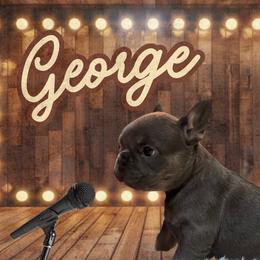 George - Blue male French Bulldog puppy in Ennis, Texas from Family Farm Frenchies