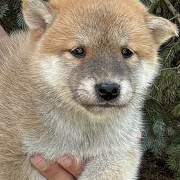 Taiko - Red male Shiba Inu puppy in Winthrop, Minnesota from Kayobi Shibas
