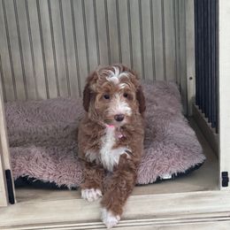 Yellow - Apricot female Goldendoodle puppy in Nashville, Tennessee from Tumbling Creek GoldenDoodles