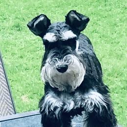 Aggie - Miniature Schnauzer