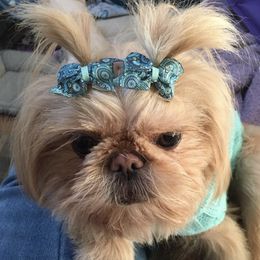 Shih Tzus from Blue Creek Montana Shih Tzu