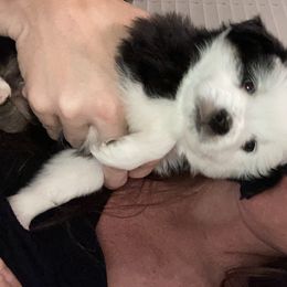 Toy Australian Shepherd Puppies from Canaan Mountain Aussies