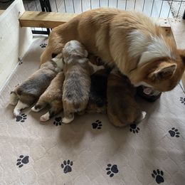 Pembroke Welsh Corgi Puppies from Mountain Adventure Farm