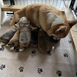 Pembroke Welsh Corgi Puppies from Mountain Adventure Farm