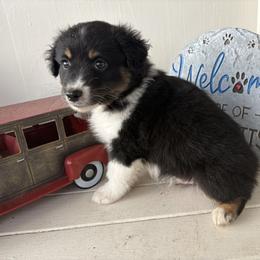Spring - Red merle male Miniature Australian Shepherd puppy in Nashville, Tennessee from Little B’s Aussies