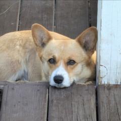 Goldie - Pembroke Welsh Corgi
