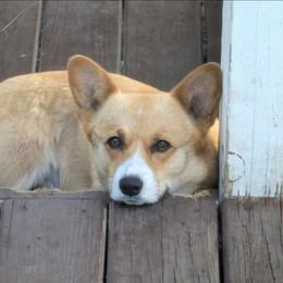 Goldie - Pembroke Welsh Corgi