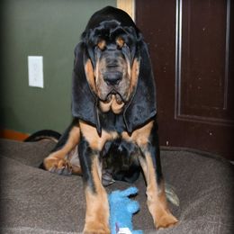 Bloodhounds from K Creek Farms