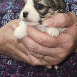 Lily - Chocolate brindled fawn female Chihuahua puppy in Chambersburg, Pennsylvania from Lil Angel's Chihuahuas