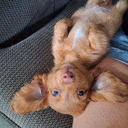 FOX - Red male Dachshund puppy in Dayton, Ohio from LUXEYPUPS