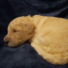 Pink Collar - White female Poodle puppy in Athol, Massachusetts from DoeValley Standard Poodles