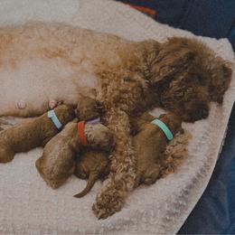 Dasher (red collar) - Red  male Goldendoodle puppy in Easley, South Carolina from Pawmetto Goldendoodles