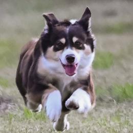 Miniature American Shepherds and Miniature Australian Shepherds from Integrity Aussies Tx