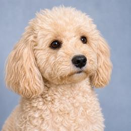 CoCo Joe - Cavachon
