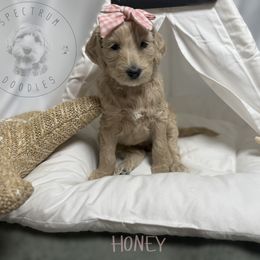Honey - Cream female Goldendoodle puppy in Ama, Louisiana from Spectrum Doodles