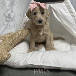 Honey - Cream female Goldendoodle puppy in Ama, Louisiana from Spectrum Doodles