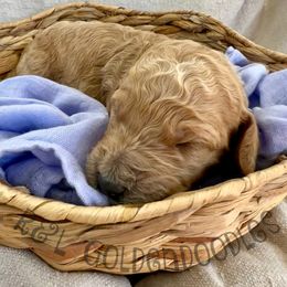 Goldendoodle Puppies from R&L Goldendoodles