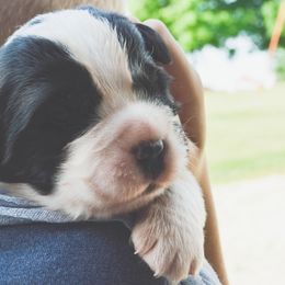 Saint Bernard Puppies from Atkinson Saint Bernards