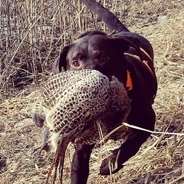 Labrador Retrievers from Flight Enders Retrievers