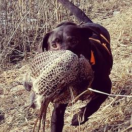 Labrador Retrievers from Flight Enders Retrievers
