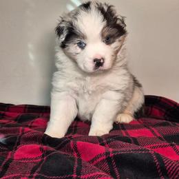 Denali - Blue merle male Australian Shepherd puppy in Appomattox, Virginia from Danell Australian Shepherd