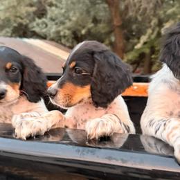 Yellow - Blue belton and tan (tri-color) male Llewellin Setter puppy in Blackfoot, Idaho from Sand Hill Shepherds & Setters
