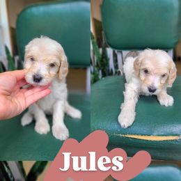 Jules - Cream female Goldendoodle puppy in Wagener, South Carolina from Noble Friend Breeders LLC