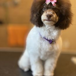 Aussiedoodle and Poodle All Grown Up from Ohana Companions