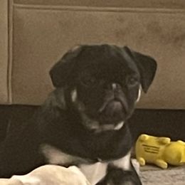 Virgil - Black Pug puppy in Chehalis, Washington from Gatekeeper Pugs