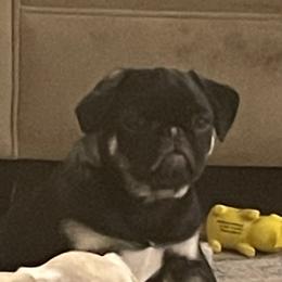 Virgil - Black Pug puppy in Chehalis, Washington from Gatekeeper Pugs