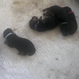 Boy 1 - male Airedale Terrier puppy in Lodi, California from Zinful Airedales