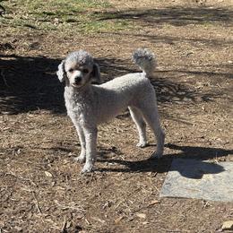 Strehla - Poodle