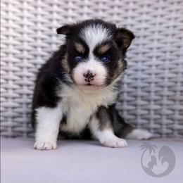 Rumi - Tri-color female Pomsky puppy in Sumter, South Carolina from Emerald Skies Pomskies