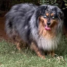 Drifter - Toy Australian Shepherd