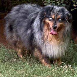 Drifter - Toy Australian Shepherd