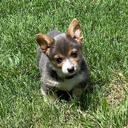 Callie - AKC - Blue female Pembroke Welsh Corgi puppy in Millsap, Texas from BJ's Blessings