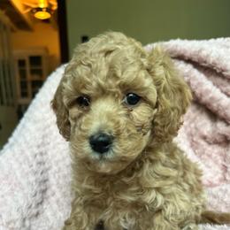 Marigold - Apricot female Goldendoodle puppy in Lowville, New York from Adirondack Labradoodles