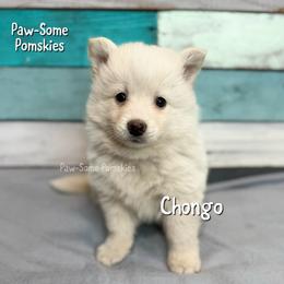 Chongo - White male Pomsky puppy in Krum, Texas from Paw-Some Pomskies