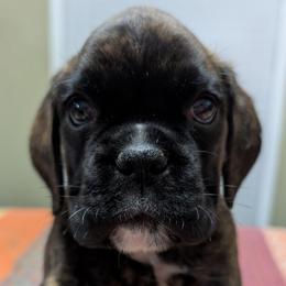 Lucky - Brindle female Boxer puppy in Campbellsville, Kentucky from Bellbox German Boxers