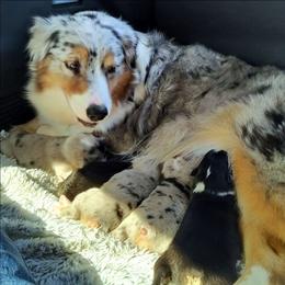 Puppy 2 - Blue merle male Australian Shepherd puppy in Waddell, Arizona from Winsome Aussies
